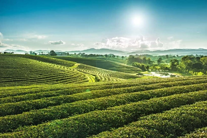 Chiang Rai: 7 Major Sites, Golden Triangle & Tea Plantation - Morning logistics: pickup window and the minibus ride