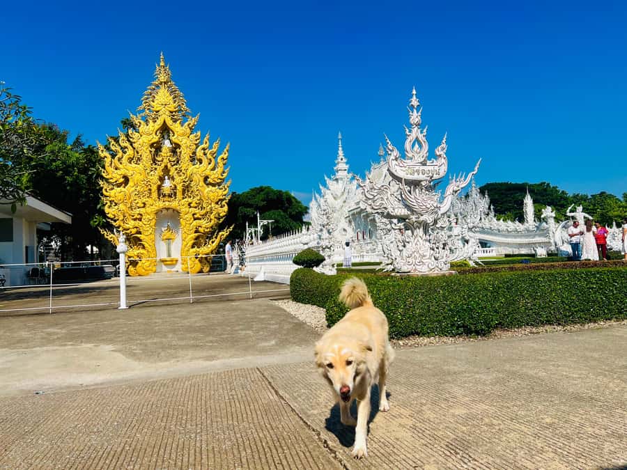 Chiang Rai: 7 Must-See Spots Tickets & Lunch Buffet - Lunch and Water: A Proper Break in the Middle of Everything