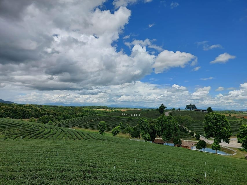 Chiang Rai: Top Temples & Signature Attractions ~Free Buffet - Tea Plantation Visit: How the Day Gets a Little Calmer