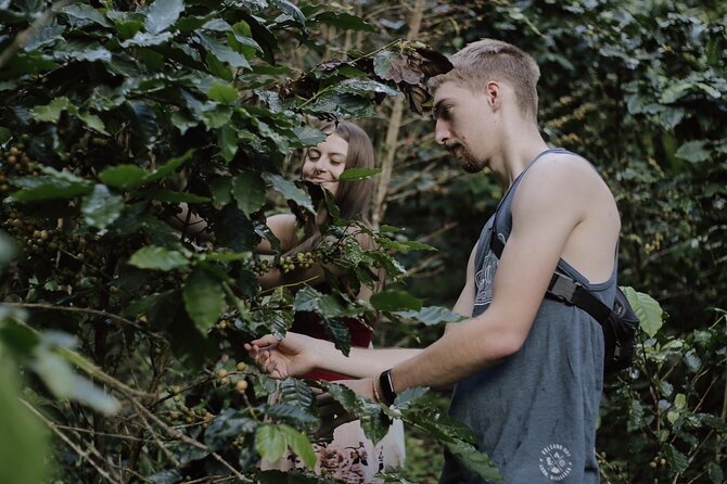 Chiangmai Coffee Farm Tour - Why this Chiang Mai coffee farm tour feels worth your time