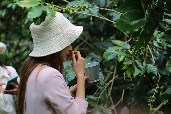 Chiangmai Coffee Farm Tour - Coffee flower tea and cherry picking: start with the good stuff