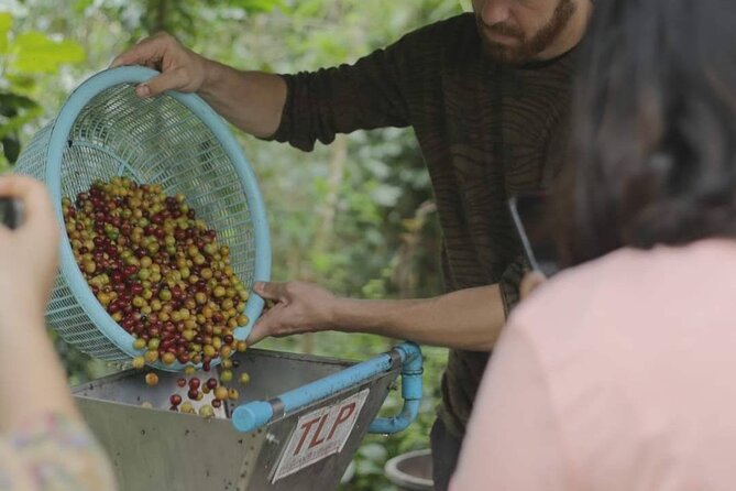 Chiangmai Coffee Farm Tour - Roast and brew: when your coffee becomes real