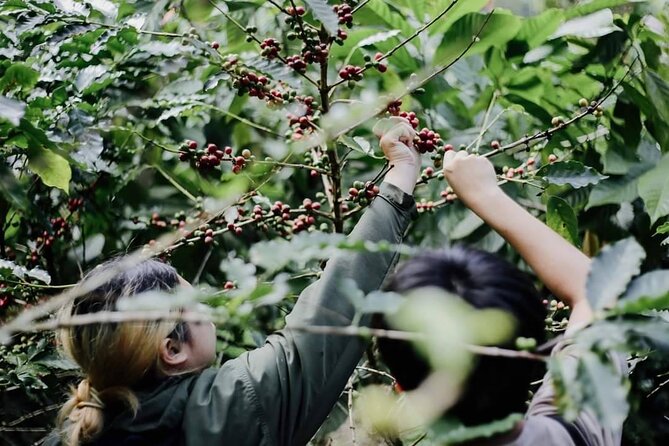 Chiangmai Coffee Farm Tour - Fresh farm coffee tasting and planting coffee trees