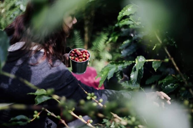 Chiangmai Coffee Farm Tour - What kind of person this tour suits best