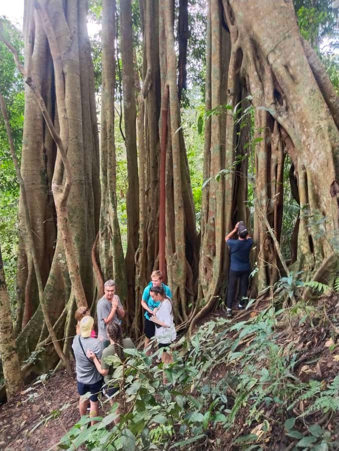Chiangmai : Doi Pui Summit Hiking Experience - The descent: forest trails back to the parking area