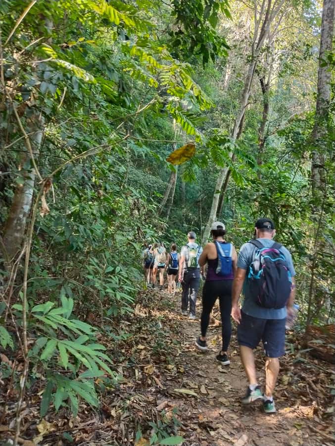 Chiangmai : Doi Pui Summit Hiking Experience - From mindfulness to Wat Pha Lat: a calm start inside the forest