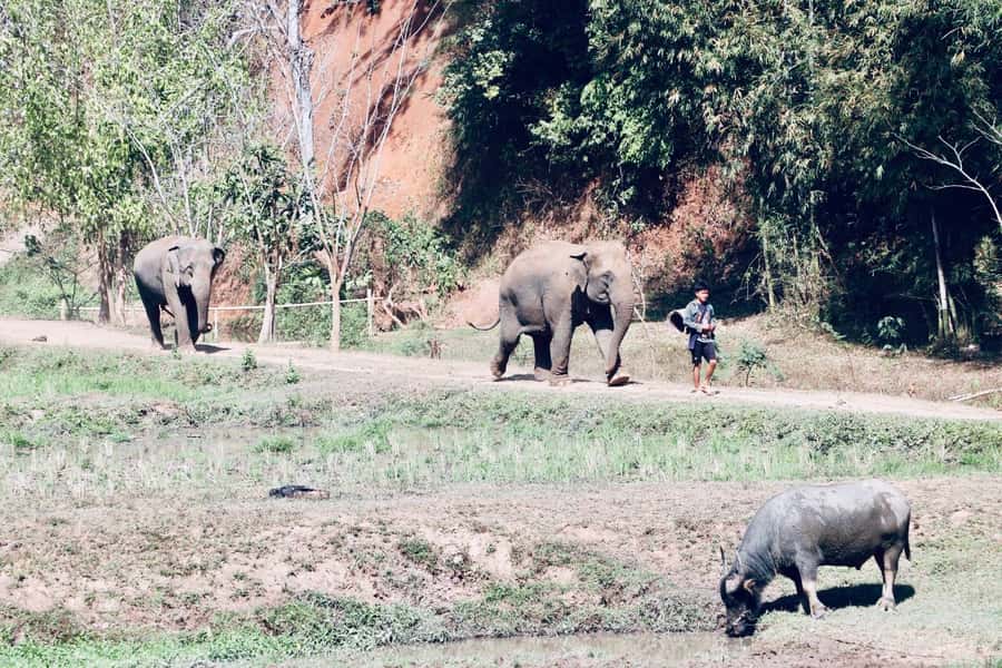 Chiangmai: Highlights Full-Day Tour with Private Driver - Key things that make this day tour work