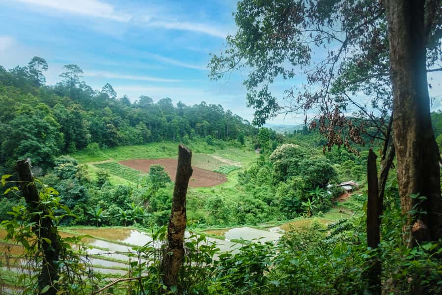 Chiangmai hilltribe Coffee Forest : Trek Plant Roast & Brew - Who This Tour Suits Best
