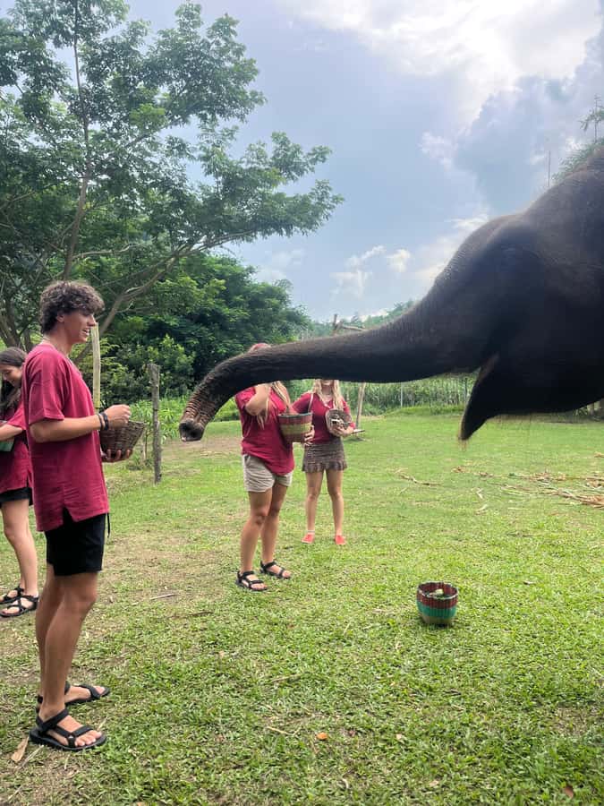 Chiangmai : Take care elephants+poopaper, sticky waterfalls - A full-day Chiang Mai combo that actually feels varied