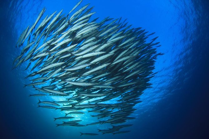 Chumphon Pinnacle-Koh Tao 2 dive trip for certified divers - Quick Hit Highlights