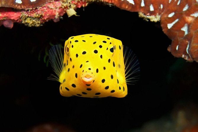 Chumphon Pinnacle-Koh Tao 2 dive trip for certified divers - Transportation: Speedboat Day, Minivan Comfort
