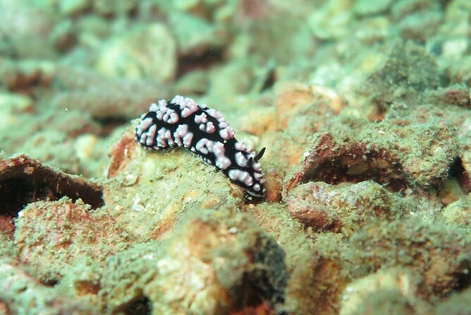 Chumphon Pinnacle-Koh Tao 2 dive trip for certified divers - Guides, Group Size, and Why Reviews Sound Consistent