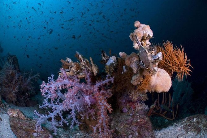 Continue your education with the Advanced Open Water Diver course - 2 days - Price check: what $407.38 really includes (and what doesn’t)