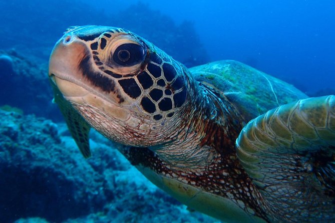 Continue your education with the Advanced Open Water Diver course - 2 days - Small groups and one-on-one attention: how the 4-per-instructor limit shows up