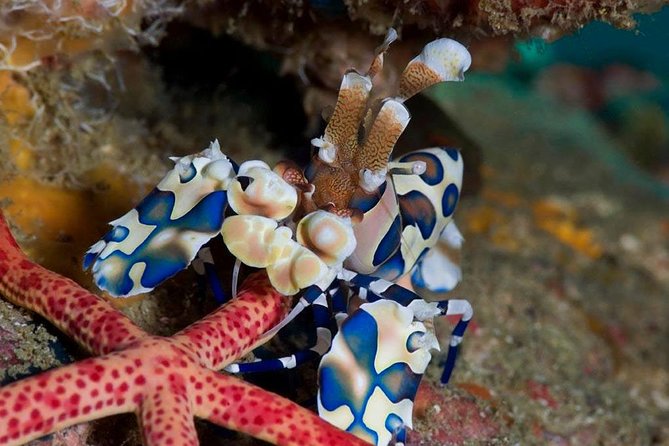 Continue your education with the Advanced Open Water Diver course - 2 days - Meeting at Ko Lipe and the day-before paperwork that saves you stress