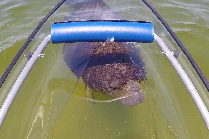 Coral Island & Racha Island Speedboat Excursion - Coral Island (Koh Hae/Ko He): the snorkeling-focused first stop
