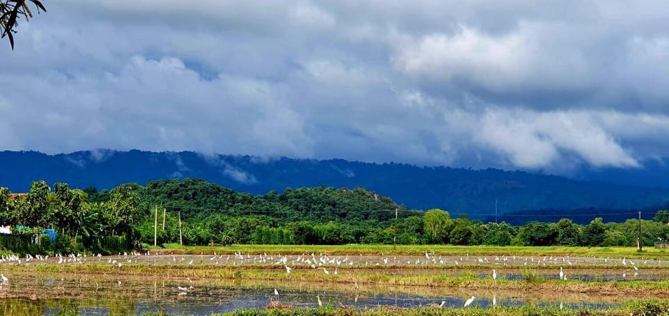 Cultural immersion: Thai cooking, rice farming, eco printing - Price and Value: Why $169 Is Fair for This Much Hands-On