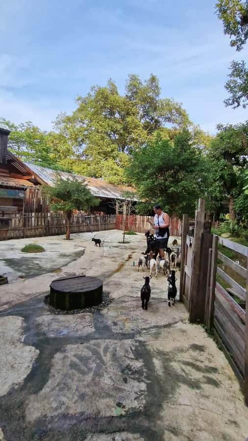 Day Tour in Chiang Mai I Sticky Waterfall & Land of Angels - What the English-Speaking Guides Add (And Why It Matters)