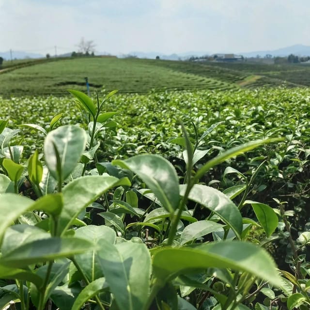 Day tour visit the most popular in Chiang Rai - Choui Fong Tea Farm: A Tea Lesson With a Photo Pause