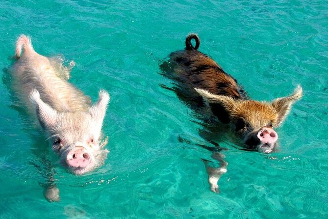 Discover Pig Island & Koh Tan: Private Longtail Trip - Who Should Book This Private Longtail Trip?