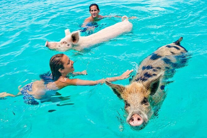 Discover Pig Island & Koh Tan: Private Longtail Trip - Pig Island (Koh Madsun / Ko Mat Sum): Pigs, Pictures, and Real-Life Mess