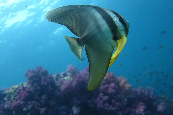 Discover SCUBA Diving - What’s included (and why it makes this a better deal)