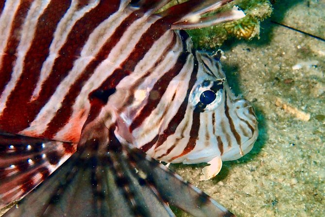 Discover Scuba Diving, try dive for beginners ( Start at Ko Kut) - Key takeaways before you go