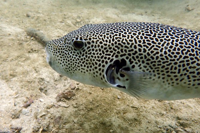Discover Scuba Diving, try dive for beginners ( Start at Ko Kut) - Ko Kut start: gear, timing, and how the morning runs