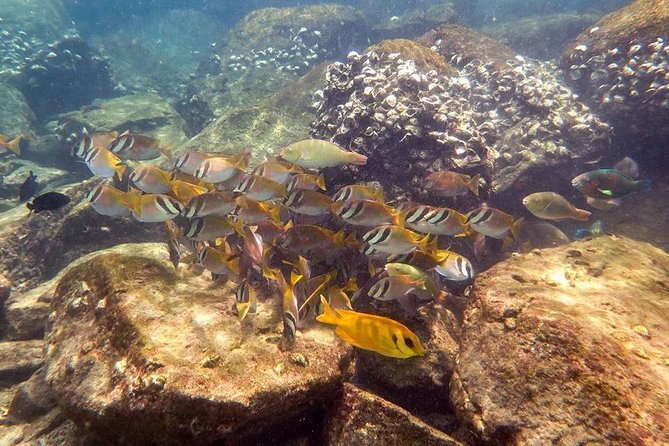 Discover Scuba Diving, try dive for beginners ( Start at Ko Kut) - Small group of 4: why it changes your whole experience