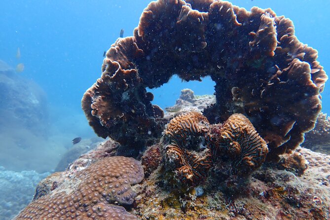 Dive Trip Experience in Koh Tao - Key Points You’ll Care About