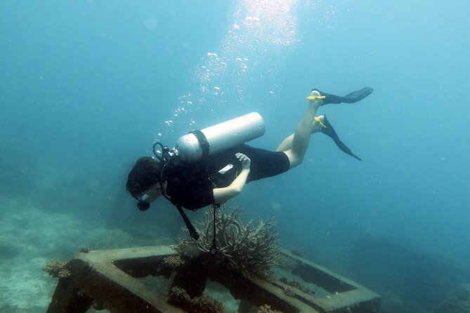 Dive Trip Experience in Koh Tao - Two underwater sessions at famous Koh Tao areas
