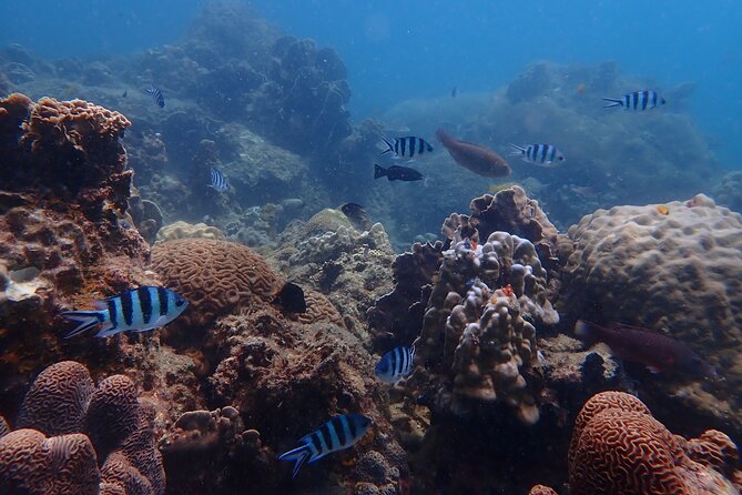 Dive Trip Experience in Koh Tao - Lunch on the boat: simple, but it keeps the day moving
