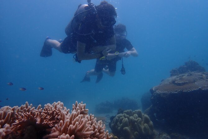 Dive Trip Experience in Koh Tao - Getting around: pickup, pier check-in, and return taxi