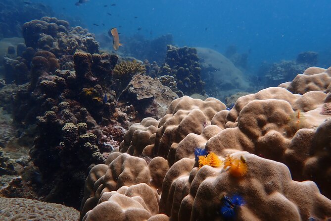 Dive Trip Experience in Koh Tao - Price and value: what you’re paying for at $217.25