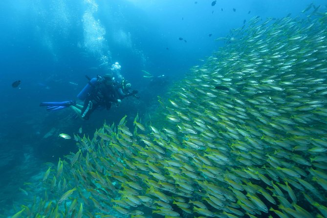 Dive Trip to Phi Phi from Phuket for certified divers - Getting to the harbor: pickup zones and the 8:00 am start