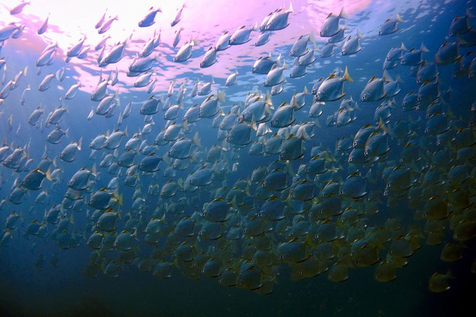 Dive trip with 2 dives (start from Ko Kut) - From Koh Kood to Koh Rang: a small-group boat day that feels manageable