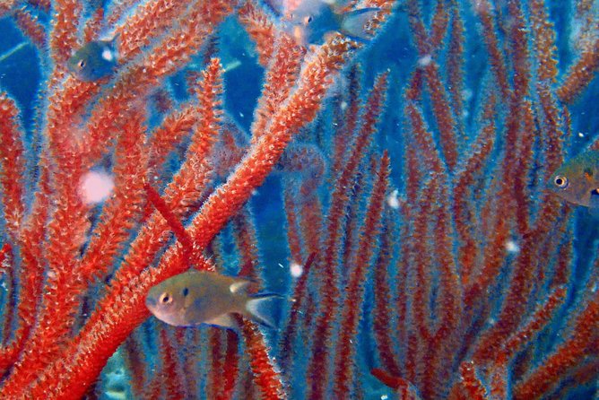 Dive trip with 2 dives (start from Ko Kut) - Price and value: what your $136.91 actually covers