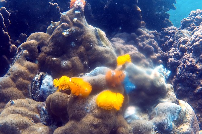 Dive trip with 2 dives (start from Ko Kut) - When snorkeling and scuba share the same day