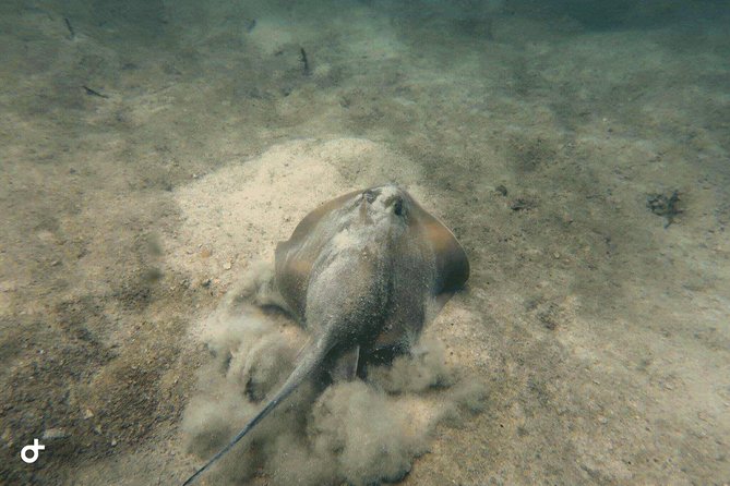 Dive trip with 2 dives (start from Ko Kut) - Marine life you can actually spot: fish, rays, and reef characters