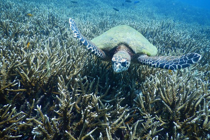 Diving Tour for Certified Divers: Sail Rock or Koh Tao - Key things that make this tour worth a look