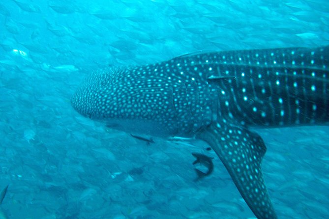 Diving Tour for Certified Divers: Sail Rock or Koh Tao - Koh Samui scuba in a small group: less hassle, more time doing the actual day