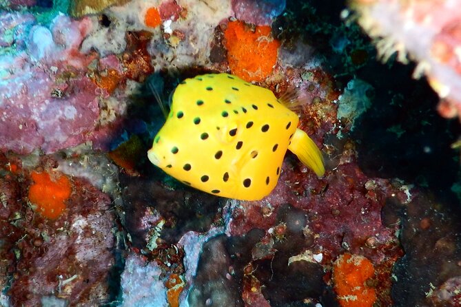 Diving Tour for Certified Divers: Sail Rock or Koh Tao - From the academy to the pier: what your morning really looks like