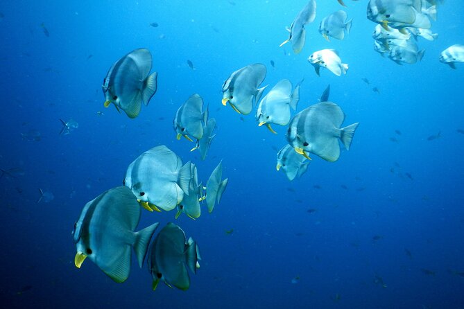 Diving Tour for Certified Divers: Sail Rock or Koh Tao - On the water: a 7-hour day built around comfort and control