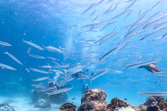 Diving Tour for Certified Divers: Sail Rock or Koh Tao - Lunch and drinks: you’ll actually want them after the morning