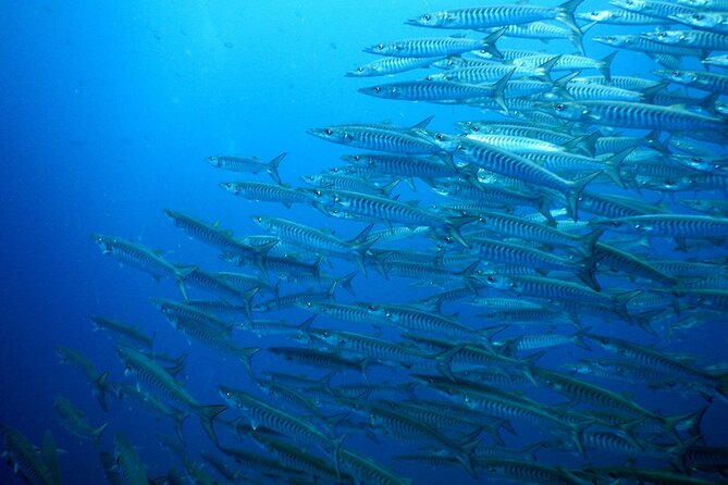 Diving Tour for Certified Divers: Sail Rock or Koh Tao - Price and value: is $166.24 a smart deal?