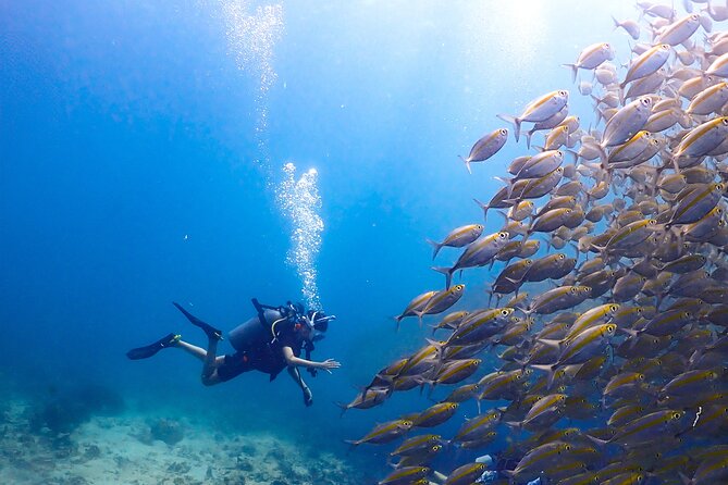 Diving Tour for Certified Divers: Sail Rock or Koh Tao - Who this scuba tour suits best (and who should be cautious)