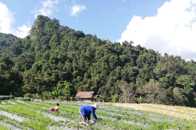Doi Inthanon Day Trip:Twin Pagodas,Soft Hiking,Coffee Plantation - Wachirathan Falls: when the waterfall is the show