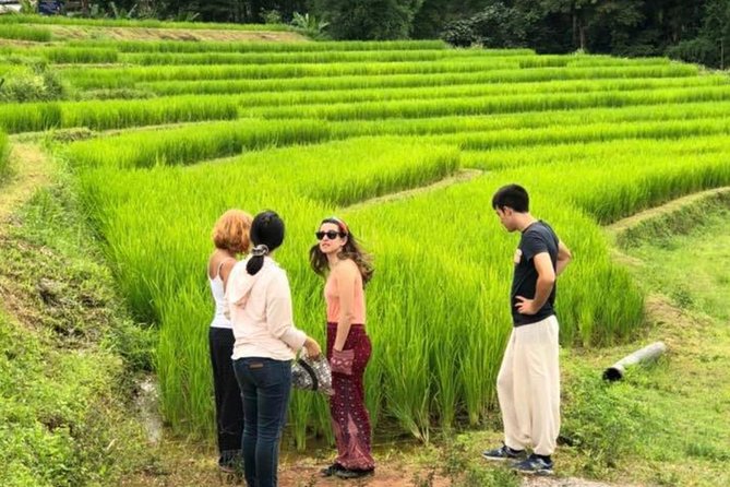 Doi Inthanon Day Trip:Twin Pagodas,Soft Hiking,Coffee Plantation - Hmong market, rice fields, and hilltribe village time