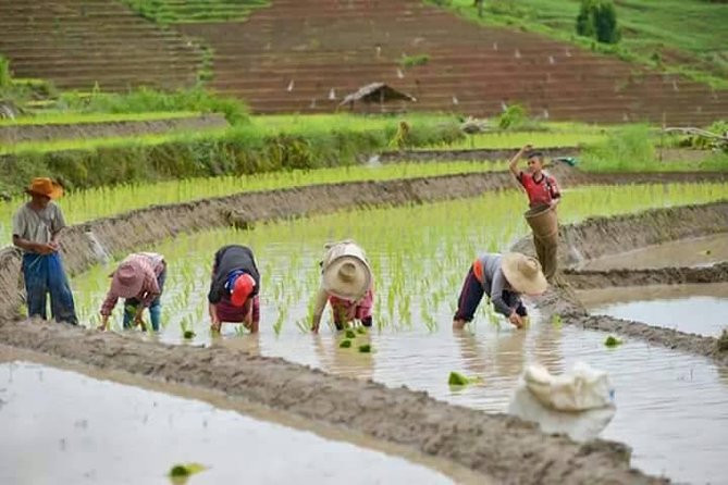 Doi inthanon National Park + 2Hour Fantastic Trekking with Lunch - Stop 3 or 4: Your seasonal waterfall hike (Pha Dok Siew or Kiew Mae Pan)