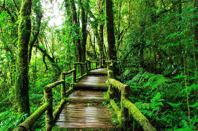 Doi Inthanon National Park - Thailand's Highest Peak - Optional Trail Choices: Kew Mae Pan and Pha Dok Siew